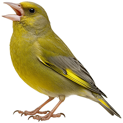 European Greenfinch
